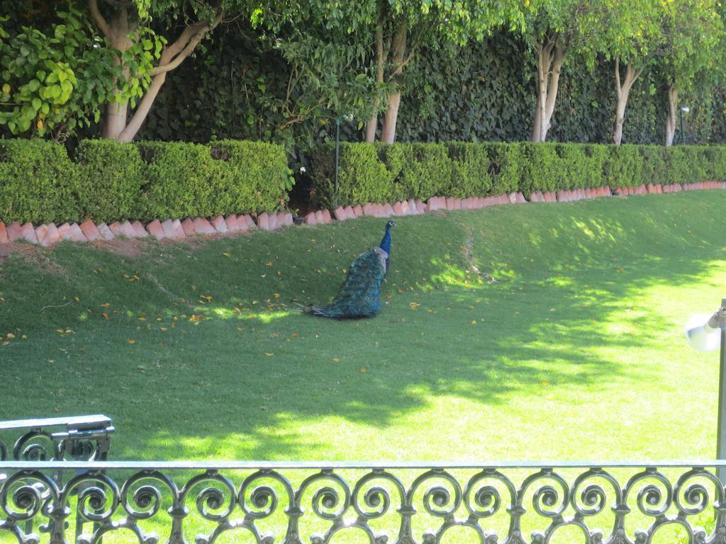 Gran Hotel Hacienda De La Noria Aguascalientes Exterior foto Peacock at the residence